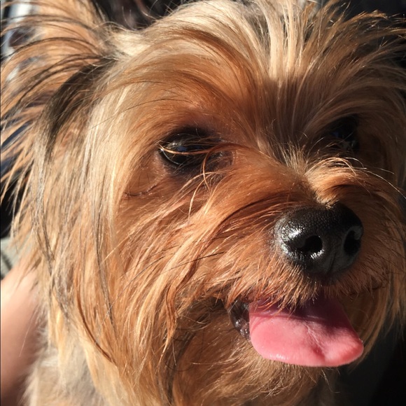 Meet your Posher, Presilla - Picture 1 of 1